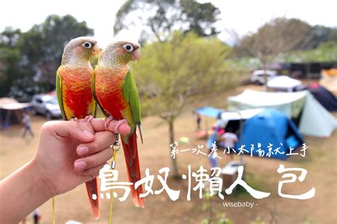 鳥養